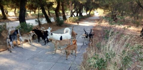 Με «γαβ-γαβ» δεν μαζεύονται τα αδέσποτα στην Πάτρα Δήμαρχε.